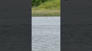 Little Grebe Flying And Landing Next To Reeds avian birds nature [upl. by Isma581]