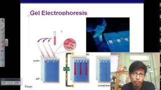 Gel Electrophoresis of DNA [upl. by Dahs]