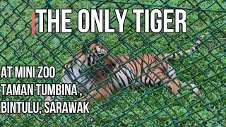 The Only Tiger at mini Zoo Taman Tumbina Bintulu Sarawak Borneo [upl. by Nidya]