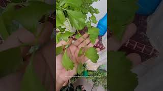 Baja Pokok Daun sup  Seledri agriculture gardening seledri coriander [upl. by Gruber]