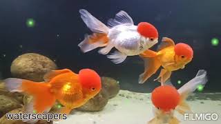 Redcap Oranda Goldfish in a Beautiful Aquarium [upl. by Eydie76]