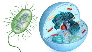 Biology Prokaryotic and Eukaryotic cell lec 2 [upl. by Airretal494]