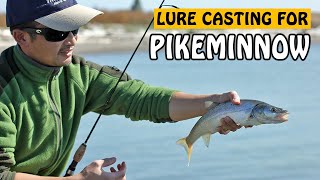 Lure Fishing for Northern Pikeminnow in Fraser River  Fishing with Rod [upl. by Arutak]