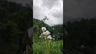 📍 Kakkadampoyil kakkadampoyil hillstation kozhikode nature travel malappuram kerala explore [upl. by Marian]