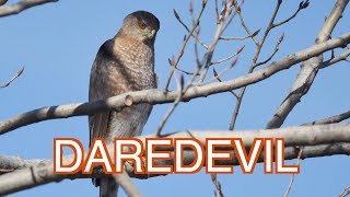 Coopers Hawk a Reckless Predator NARRATED [upl. by Asyl]