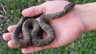 The friendly banded water snake [upl. by Ahsinoj]