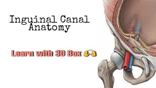 Inguinal Canal Anatomy  MADE SUPER EASY [upl. by Dubenko]