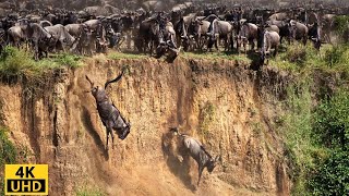 Great Migration Battle for Survival Wildebeest Crossing River Crocodile  Serengeti National Park [upl. by Nee58]