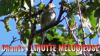 Chant de la LINOTTE MELODIEUSE [upl. by Annai]