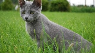 Animal Planet  Cats 101  Russian Blue [upl. by Ricki826]