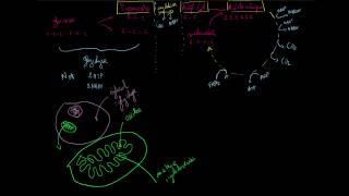 Cycle de Krebs ou cycle de lacide citrique [upl. by Yeldahc]