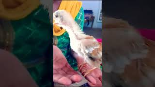 Hen baby cutest sound  murgi ke chuje ki Awaz  chicken chicken sound free shortsvideo [upl. by Eecak]