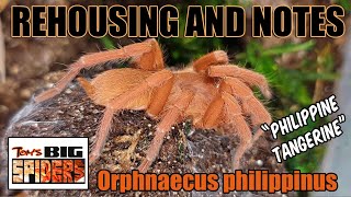 O philippinus quotPhilippine Tangerinequot Rehousings and Notes [upl. by Eetnuahs]