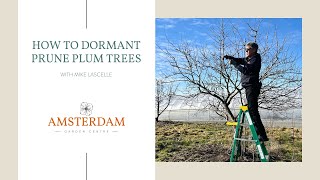 How to Dormant Prune Plum Trees [upl. by Tawnya]