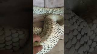 inilah sosok badan king cobra raksasa snake kingcobra [upl. by Eillod]