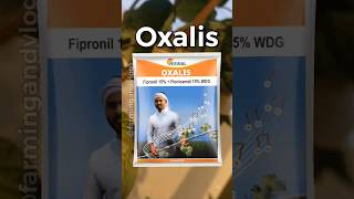 🔥 Oxalis 🔥 Swal  Insecticide  shorts cotton farming agriculture shetkari कापूस [upl. by Redwine]