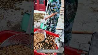 A Simple And Effective Traditional Way To Screen Walnuts By Using Water [upl. by Barrett19]