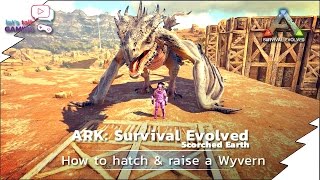 ARK Scorched Earth  21  How to hatch and raise a Wyvern [upl. by Akemehs]