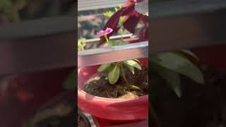 garden greenfire gardeningplants vlog plants indoorgreen gardenflowers hangingplant [upl. by Arondel]