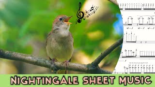 Common Nightingale Song in Sheet Music [upl. by Eva668]