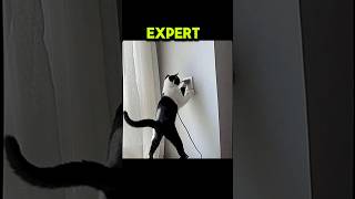 Electrician they sent😂 shorts funny cat [upl. by Nerrej783]