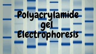 Polyacrylamide Gel Electrophoresis SDS PAGE [upl. by Anirehs381]