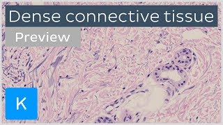 Dense connective tissue types and function preview  Human Histology  Kenhub [upl. by Garlaand]