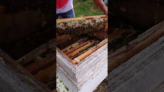 wild mountain thyme honey bee scene honey bee harvest harvesting wild honey in the forest [upl. by Dnalyr]