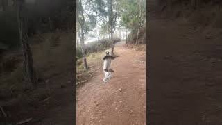 sifaka funny funnyshorts funnyvideo [upl. by George567]