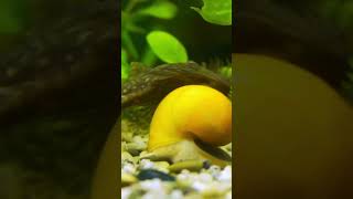 Good Tank Mates for Betta Fish Bristlenose Pleco [upl. by Amoeji600]