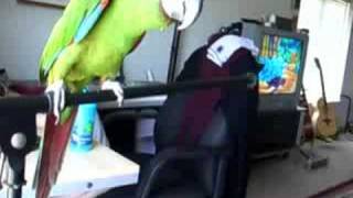 Sydney the Severe Macaw Talking [upl. by Juanita]