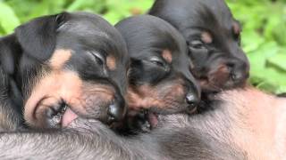 Cute Dachshund Puppies Suckling [upl. by Yajeet]