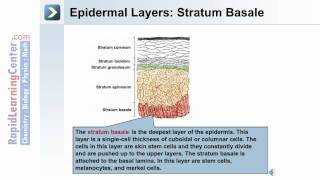 The Integumentary System  Whats the Epidermal Layer of the Skin [upl. by Iccir]