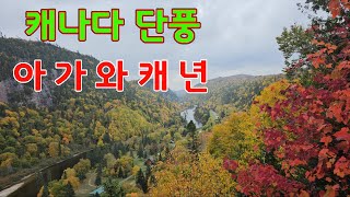 캐나다 아가와캐년 단풍열차 Agawa Canyon Tour Train [upl. by Clie]