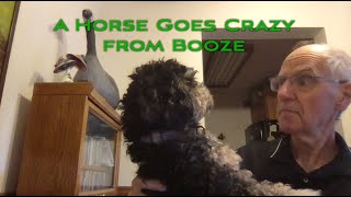 A Horse Goes Crazy from Booze [upl. by Atteniuq]