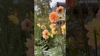 Dahlias in Autumn  PNW Zone 8b [upl. by Ijies]