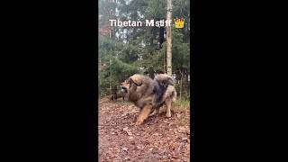 Siberian Husky vs Tibetan mastiff vs Cane corso🔥😱 dog doglovers animals new horse trending [upl. by Lani]