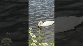 A Beautiful Swan looking for food in the river swan river [upl. by Leslie]