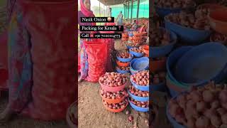 Nasik Onion Market Call ☎️ 7020114773 nashikonionrate onionbusiness onionmarket nashikonion [upl. by Aileve]