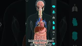 Internal structure of human body human body 3d animationOrgan anatomy [upl. by Gladstone90]