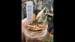 PET Method  Seedling Repot [upl. by Drageruaeb]