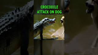 CROCODILE ATTACK ON DOG shorts [upl. by Yarrum580]