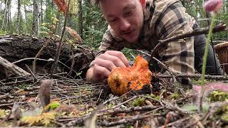 Mushroom Foraging in the Monashees BC 2024 [upl. by Avonasac]