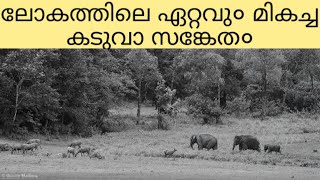 Worlds one of the Best Tiger Reserve Periyar Tiger Reserve [upl. by Wynnie789]