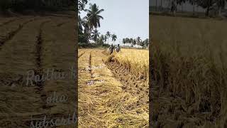 Raithu kaaramraithu trending viralvideo agriculture raithu subscribe [upl. by Eeresid79]