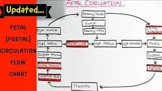 Fetal foetal Circulation  Flow Chart  Easy to Understand [upl. by Maurreen]