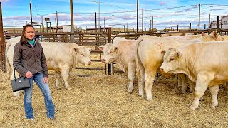 DeBruycker Charolais Bull Sale Worlds Largest 2022 [upl. by Billat626]