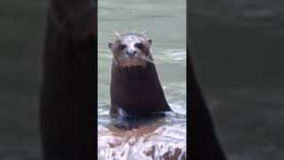 nutria gigante zoológico de miami florida estados unidos de América [upl. by Ssecnirp498]