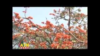 PALASH PHOOL Butea Monosperma [upl. by Aiotal]