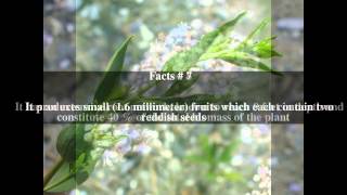 Lepidium latifolium Top  11 Facts [upl. by Battiste918]